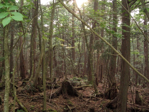 Aokigahara_forest_04